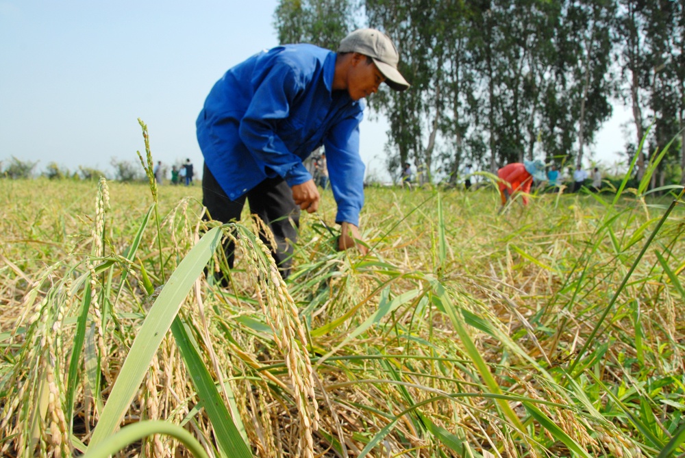 Lua cao 3 m khong can bon phan o Bay Nui hinh anh