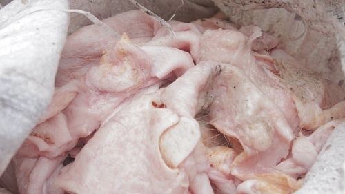 Được biết, số bì lợn