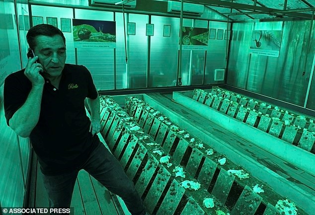 Hầm kính nuôi ốc sên để phục vụ cho các Spa ngày càng phát triển ở Thái Lan.