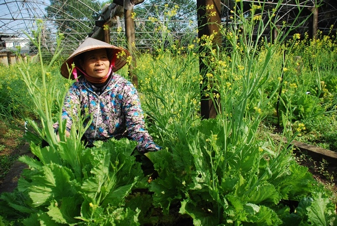 Thuong nho rau Viet hinh anh