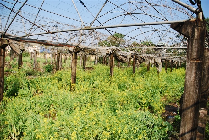 Cảnh tượng tiêu điều ở nơi giữ giống rau... Đọc thêm tại: http://nongnghiep.vn/thuong-nho-rau-viet-post138431.html | NongNghiep.vn