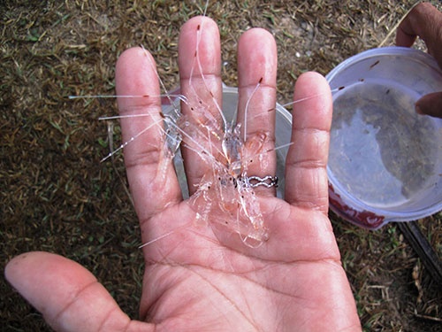 Do xo khai thac tom hum trang hinh anh