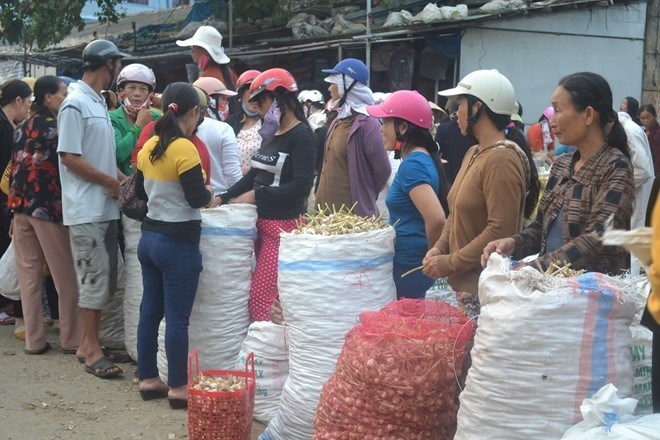 Gia toi Ly Son bat ngo giam manh truoc Tet Nguyen dan hinh anh