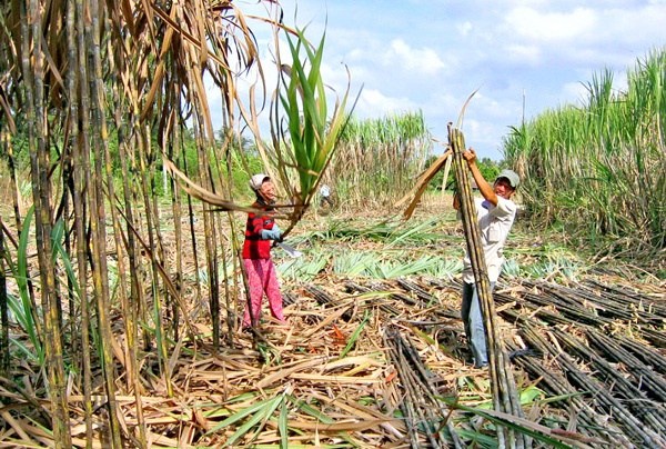 Mia duong trong nuoc tim cach ‘tom toc’ bau Duc hinh anh