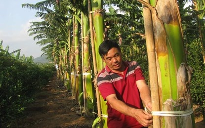 Ong chu vuon chuoi lam choi ma tau xe hoi, xay biet thu hinh anh