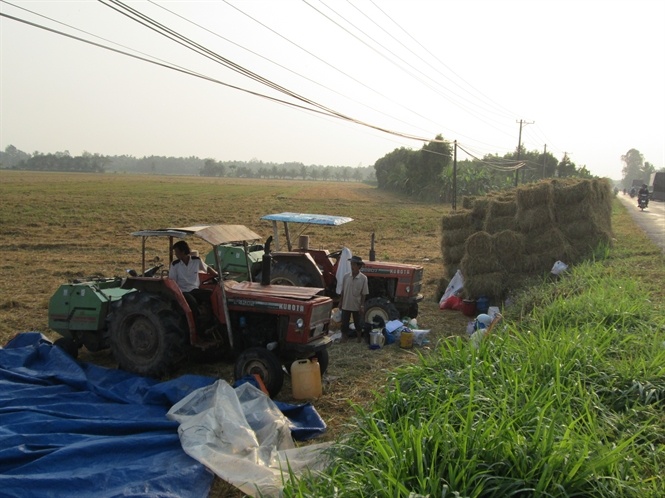 Rom dat nhu tom tuoi hinh anh