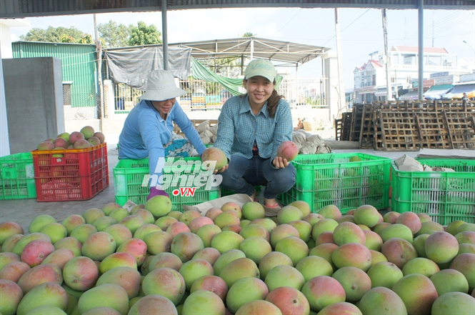 130.000 dong/kg xoai Uc nghich vu hinh anh