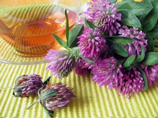 Trà Red Clover: Đây là loại trà có họ với cây đậu, những phụ nữ đến tuổi mãn kinh có thể sử dụng loại trà này. Hơn nữa sử dụng trà Red Clover rất có lợi cho sức khỏe tim mạch.