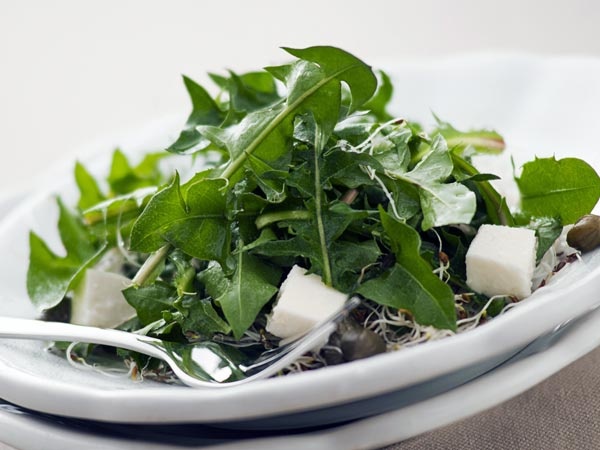 Trà từ hoa bồ công anh: Đây là một loại trà rất có lợi trong lĩnh vực tiêu hóa. Đây là một loại trà có thể sử dụng để chữa trị bệnh vàng da và viêm gan.