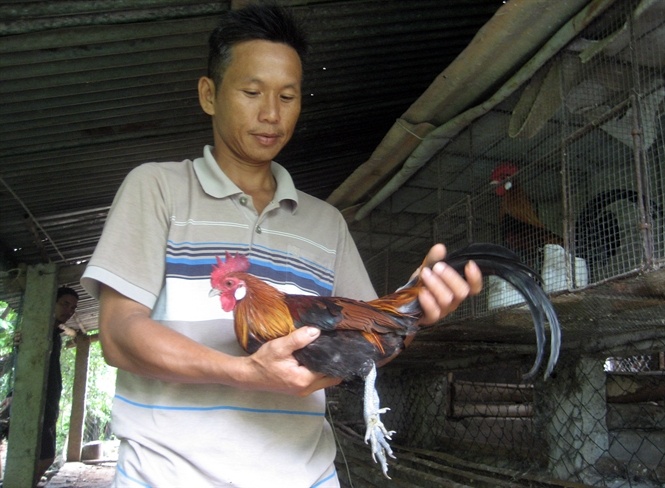 Lam giau tu 7 qua trung ga rung hinh anh