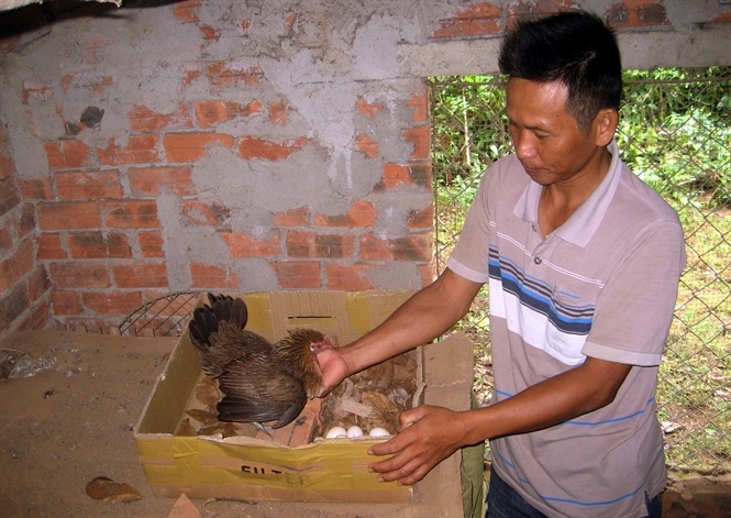 Gà rừng thuần chủng như gà nhà... Đọc thêm tại: http://nongnghiep.vn/hot-bac-tu-7-qua-trung-ga-rung-post138633.html | NongNghiep.vn