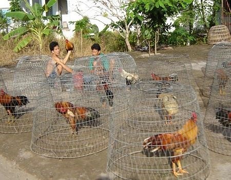 Nuoi ga noi hot bac mua Tet hinh anh