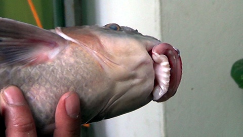 Miệng dưới của cá éc không hề có lớp màng của môi dưới tạo ma sát bám vào đá ăn rêu.