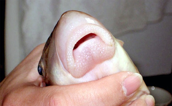 Gia ca anh vu tien vua, dan lam tien de bi lua hinh anh