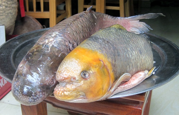 Cá anh vũ đầu vàng.