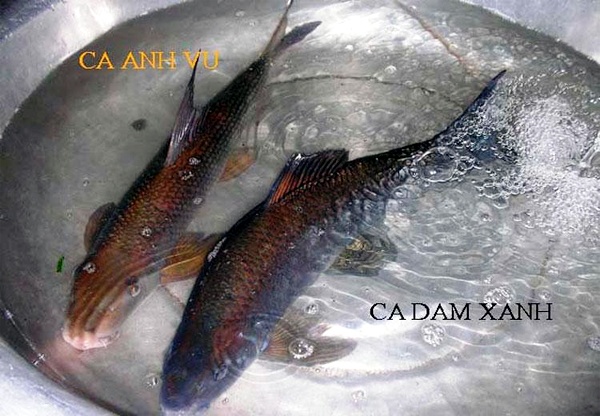 Hình ảnh so sánh cụ thể giữa cá anh vũ xịn và cá dầm xanh sống trong cùng điều kiện môi trường nước.
