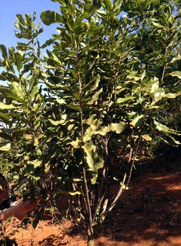 Vườn cây mắc-ca bám rễ ngày càng sâu trên đất Tây Nguyên.