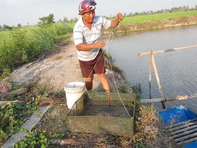 Ty phu ca chinh hinh anh