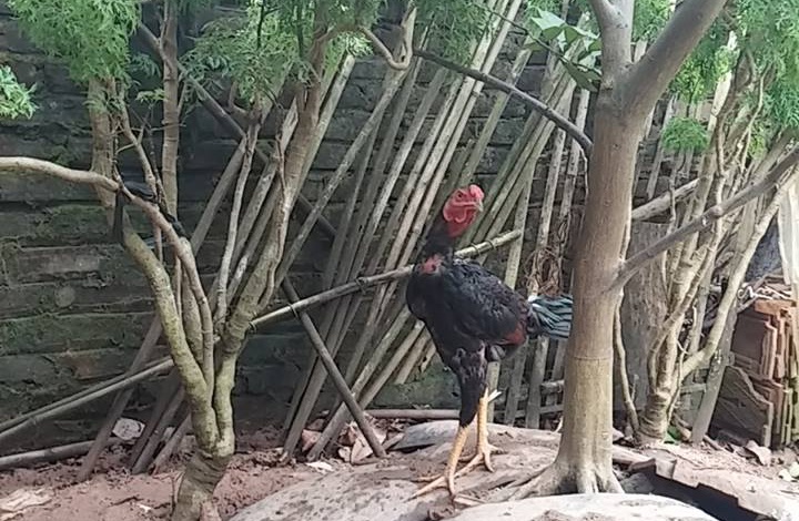 Ga choi bip nua trieu dong/kg van khan hang dip Tet hinh anh