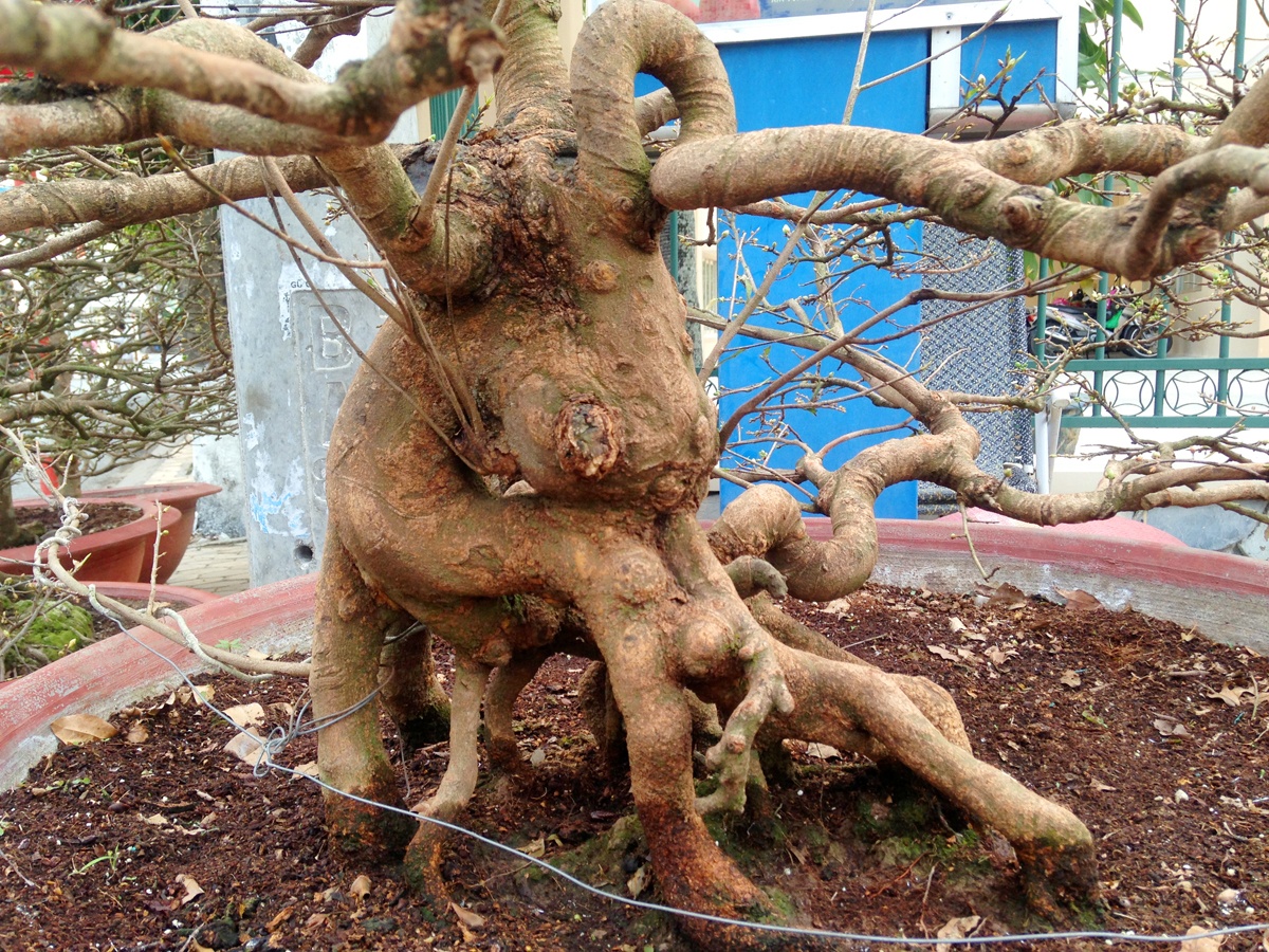 Nhung cay mai vang tram trieu ra cho Tet o mien Tay hinh anh