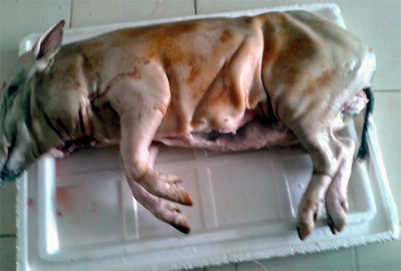 Một con lợn đã làm sạch đang được các mẹ rủ nhau mua chung cho tiết kiệm.