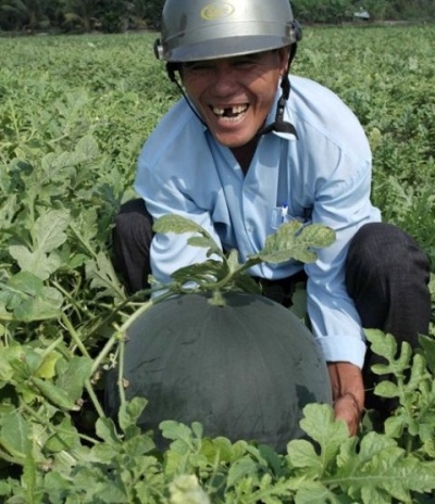 Trái dưa có bề hoành kỷ lục là 1,24m tại ruộng dưa của ông Phạn Văn Ẩn.