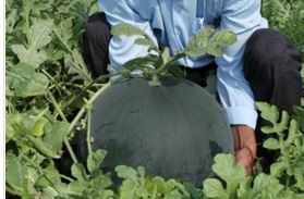 Dua hau nang 20 kg/trai ban Tet o Vinh Long hinh anh