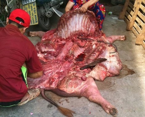 Heo chết đang được mổ phanh. Hình minh họa.