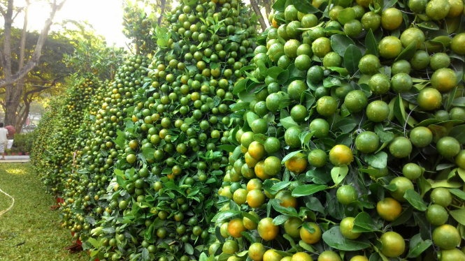 Tắc tạo hình bình bán giá 1,3 triệu đồng tại công viên Lê Văn Tám (quận 1).