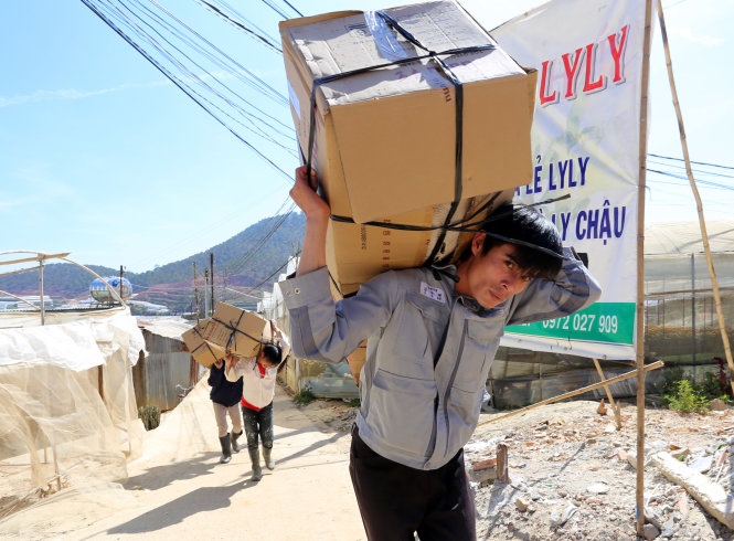 Những thùng hoa cúc được chuyển đi TP HCM.