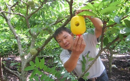 Đèn bắt côn trùng được anh Khánh sử dụng như một công cụ để bảo vệ cây quanh năm.