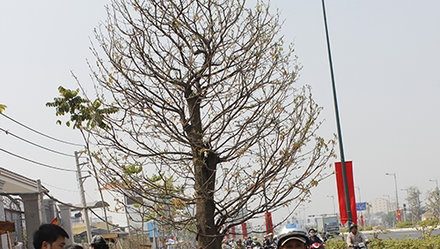 Mai 100 trieu can hang, xuat hien chau mai 700 trieu hinh anh