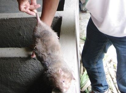 Mo lam giau voi con dui hinh anh