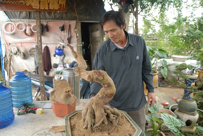 Phu thuy bonsai o lang mai Binh Dinh hinh anh