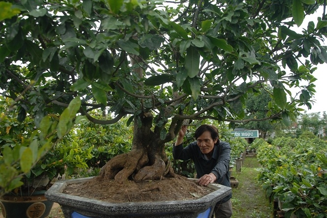 Ông Tuấn tìm thế chuyển dáng bonsai cho chậu mai mới mua 60 tuổi.