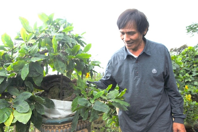 Ông Tuấn bên chậu mai “tàn mà không phế” .