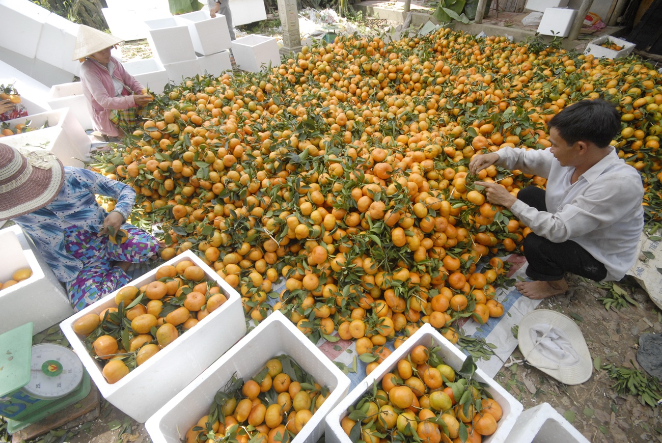 Cho quyt hong khong lo o mien Tay ngay Tet hinh anh