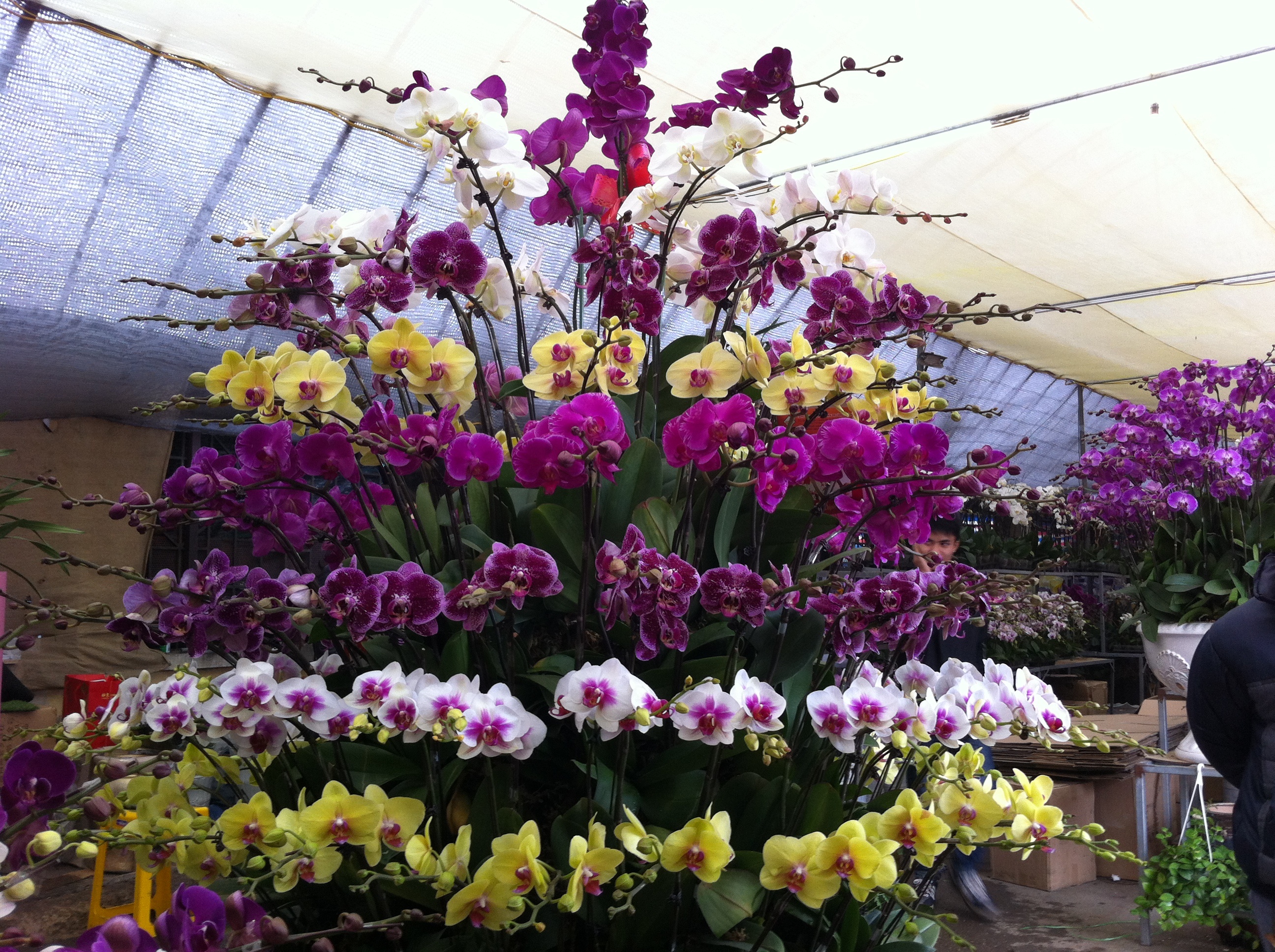 70 trieu dong mot chau lan ho diep 9 tang hinh anh