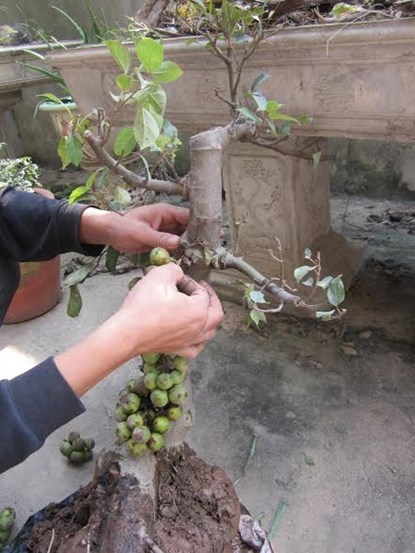 Anh Nguyễn bức xúc vì mua phải cây sung “502”.