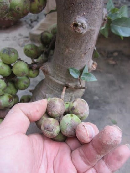 Quả sung được các “quái cây” dùng keo 502 gắn vào.