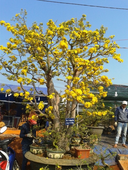 Cây mai cổ giống cúc ở Pleiku nở hoa rực rỡ.