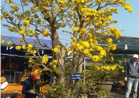 Mai co tra tien ty khong ban hinh anh