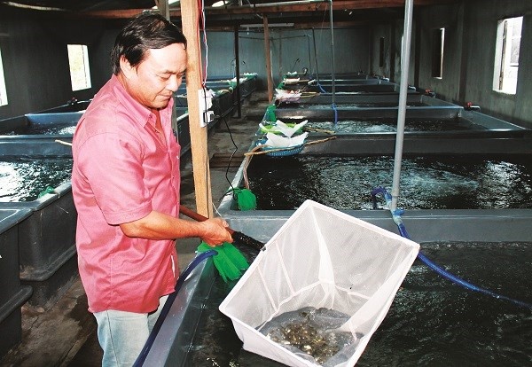 Ty phu giong ca chem hinh anh