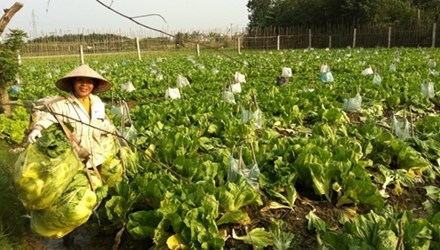 Rau re nhu beo, nong dan 'bong dung muon khoc' hinh anh