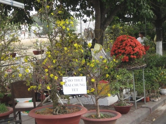 Mai ban e cho thue, dua hau bat dau giam gia hinh anh