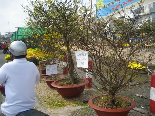 Những cây mai này được cho thuê từ 300.000 đồng đến 500.000 đồng trong 7 ngày Tết.