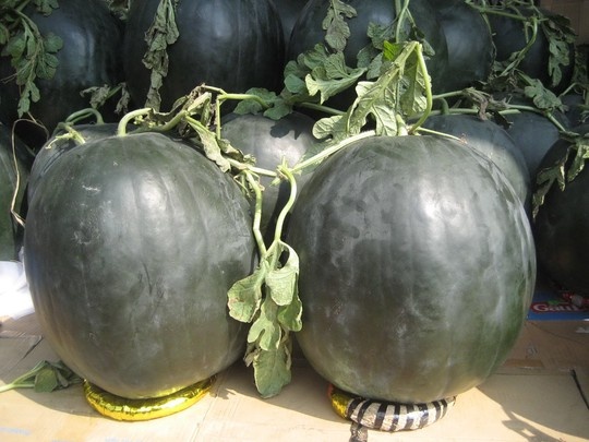 Dưa khủng loại 20kg mỗi trái đã giảm giá xuống còn 28.000 đến 300.000 đồng mỗi cặp nhưng vẫn vắng người mua.