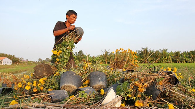Hoa Tet e am, trut bo hoa lay chau mang ve hinh anh