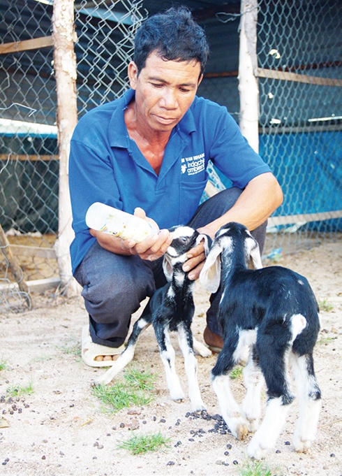 Anh Thập Thanh Nhu cho dê con bú sữa.