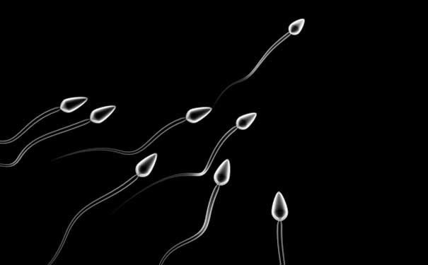 Thủ dâm có ảnh hưởng đến khả năng sinh tinh trùng? Không. Vì hàng ngày, một lượng tinh trùng nhất định được sinh ra, nếu không xuất sẽ được tái hấp thu để sinh tinh trùng mới.